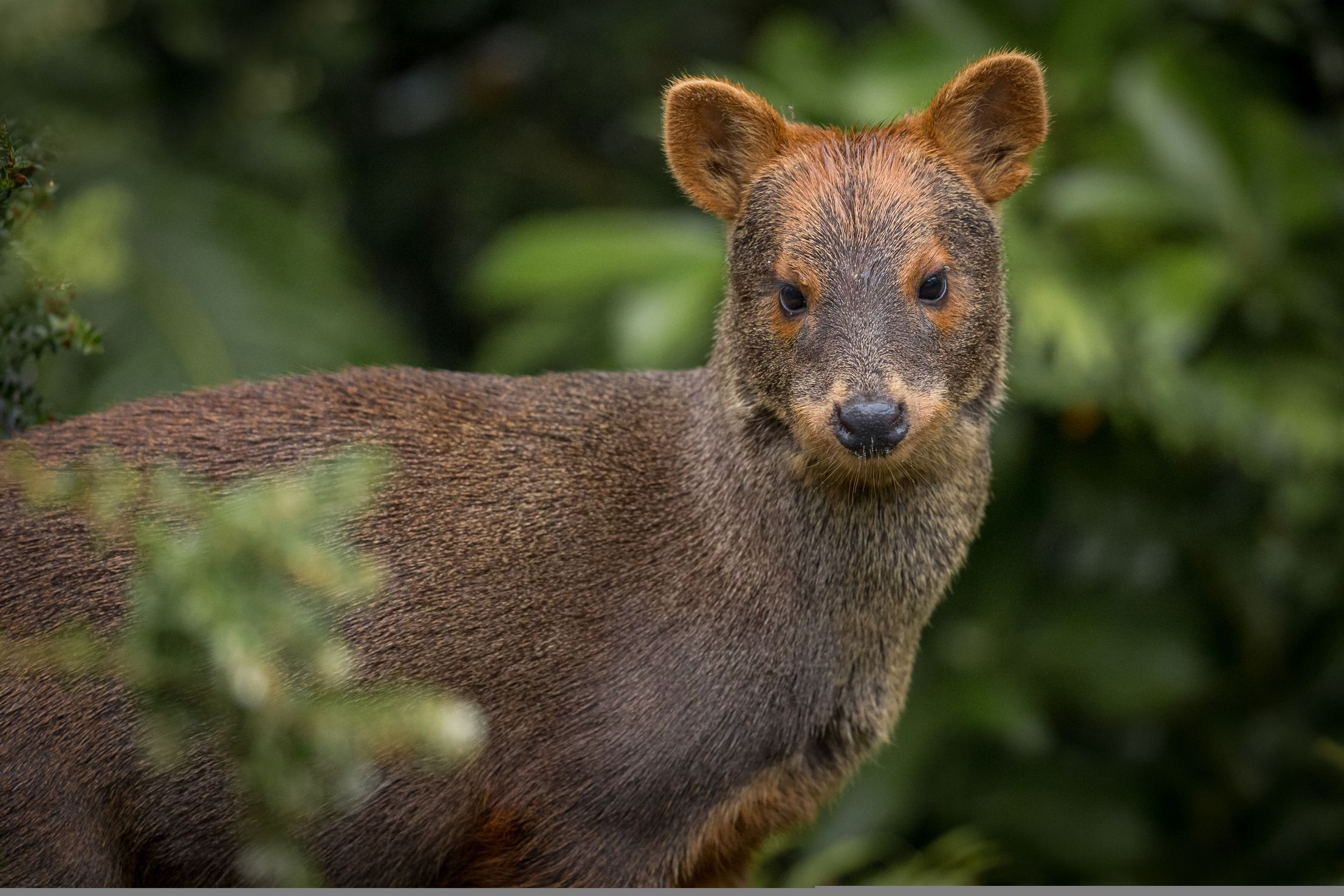 Pudu Puda | Categorización De Los Mamíferos De Argentina